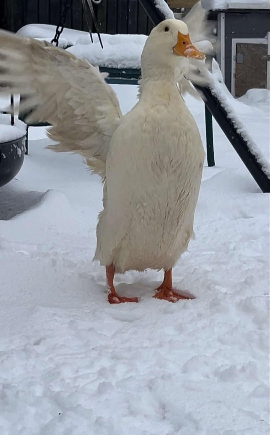 Vad innebär gåslever och varför är det å dyrt?